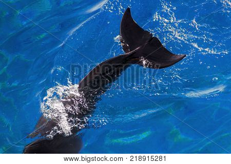 Tale of yong Bottlenose dolphin is diving in red sea near the beach on shellow water