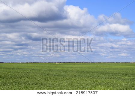 Field of young green barley. A background from a green spring field of winter grain crops.