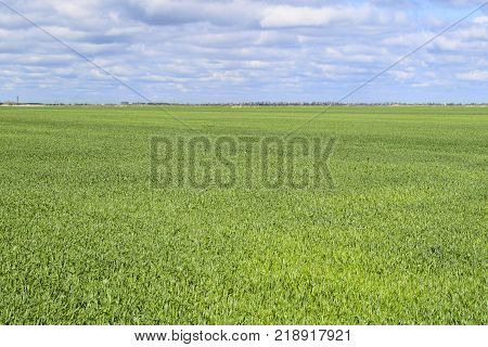 Field of young green barley. A background from a green spring field of winter grain crops.