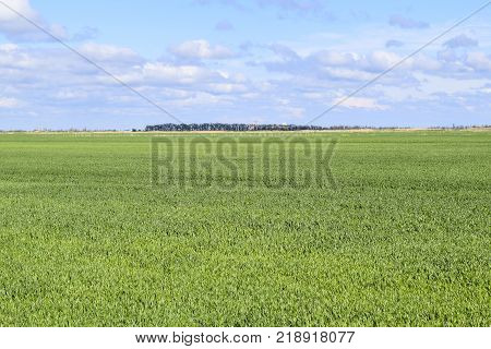 Field of young green barley. A background from a green spring field of winter grain crops.