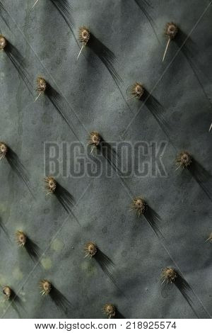 macro of the spines on the cladode of an opuntia cactus