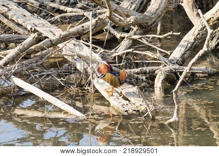 Mandarin duck close up from Sile river natural park. Italian wildlife.