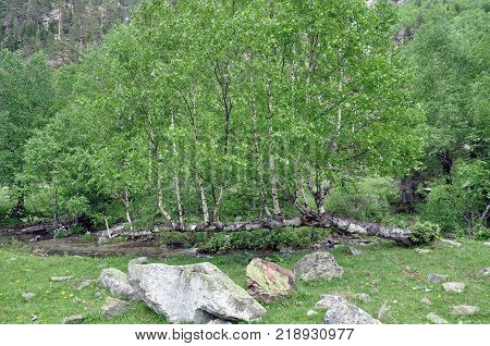 Thirst for life. The birch fell after the descent from the mountains of a snow avalanche. But the life force won. A lot of new ones appeared from one trunk.