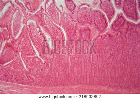 Section Of The Cardiac Region Of A Dog Stomach