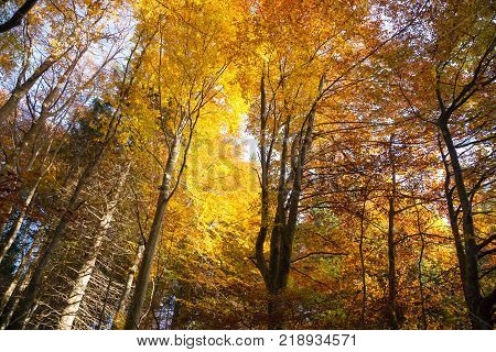 Trees In Autumn Season Background