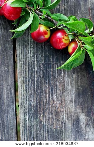 Branch with lrafs of cherry-pulm.Old grey wooden background.Free space.selective focus