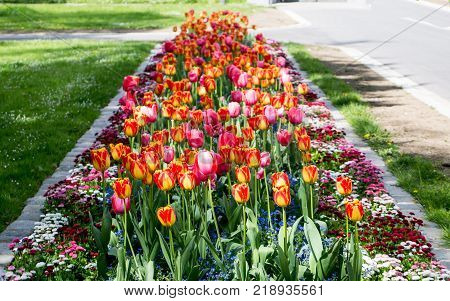 flowerbed of tulips in springtime, many colours of tulips