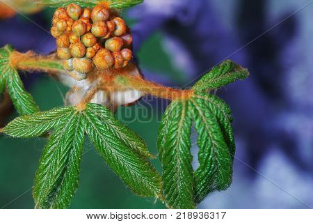 Beauty of awakening nature.Young pubescent bright green leaves and brown furry buds of a blossoming chestnut tree in spring on a blurry blue-green background. Macro.