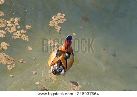 Mandarin duck close up from Sile river natural park. Italian wildlife.