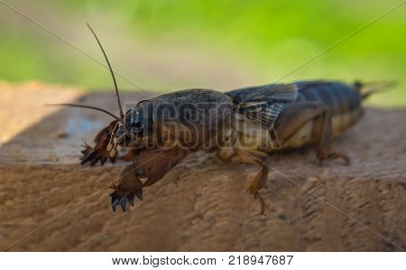 harmful insect earthy agricultural pest. pest control.