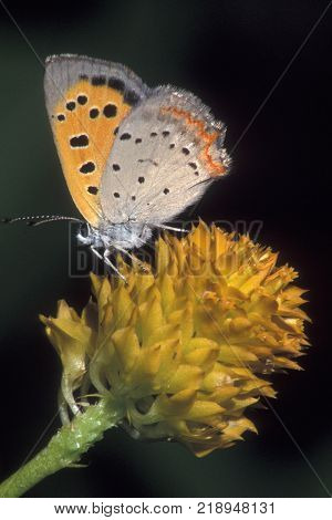 An American Copper Butterfly, Lycaena phlaeas sits on an orange milkwort flower