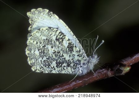 A Falcate Orangetip Butterfly, Anthocharis midea sits on a thin branch at the edge of a meadow