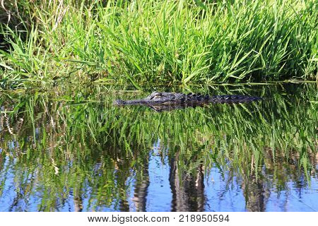 Swamps of Okefenokee National Wildlife refuge in Georgia