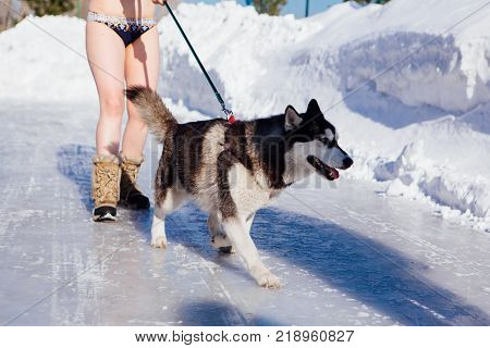 Novokuznetsk, Kemerovo region, Russia - 23 Feb, 2017 : White beaches of Siberia is an enterteiment activity where people playing beach games dressed in bikini in winter. Women in bikini with husky
