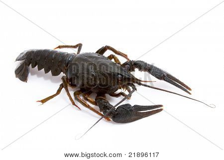 Ųķčnķch Astacus leptodactylus. Úzký Drápal raků na bílém pozadí.