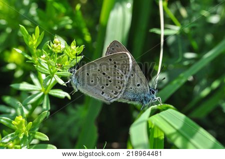Phengaris alcon, the Alcon blue or Alcon large blue butterfly. Butterfly mating in the grass