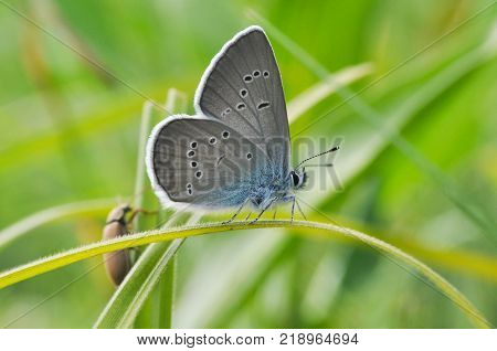 Cyaniris semiargus, Mazarine Blue butterfly. Small blue butterfly in natural habitat