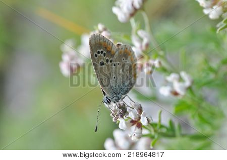Polyommatus dorylas, Common Blue butterfly - Lycaenidae family, Background with butterfly on wildflowers