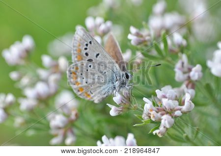 Polyommatus dorylas, Common Blue butterfly - Lycaenidae family, Background with butterfly on wildflowers