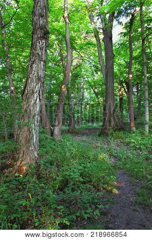 Beautiful woodland at Shabbona Lake State Park in northern Illinois.