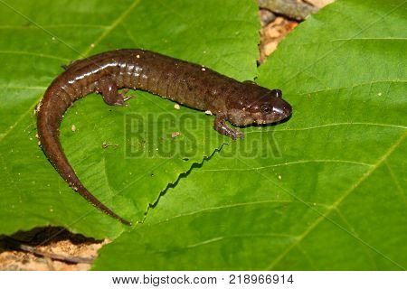 Dusky Salamander (Desmognathus conanti) on a bright leaf in Alabama