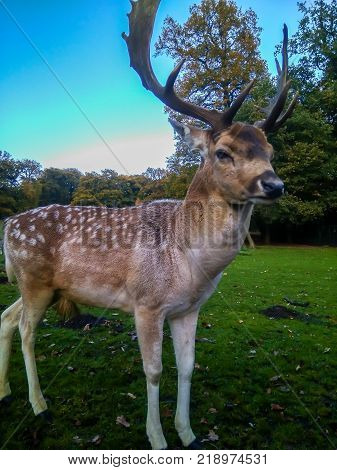 Adult Red Deer Stag in autumn park