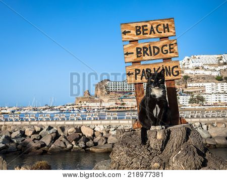 A black and white stray cat looking in camera while posing on a tree stump in front of a sign pointing at the beach, bridge and parking in Puerto Rico, Gran Canaria in Spain