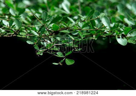 Low light green leaf at cloundy background.