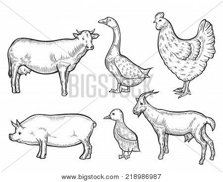 Farm animal set. Fresh organic meat. Cow, goat, pig, hen, sheep, goose. Hand drawn sketch. Vintage vector engraving illustration for poster, web. Isolated on white background