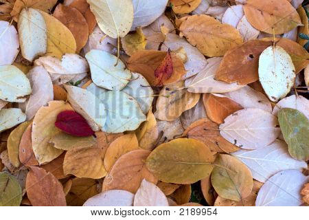 Feuilles d'automne
