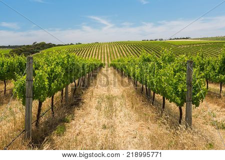 Vinyards on a hillside with blue skies in south australia.