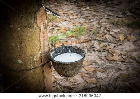 Tapping latex rubber tree Rubber Latex extracted from rubber tree.
