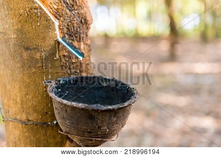 Tapping latex rubber tree Rubber Latex extracted from rubber tree.