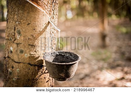 Tapping latex rubber tree Rubber Latex extracted from rubber tree.