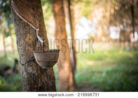 Tapping latex rubber tree Rubber Latex extracted from rubber tree.