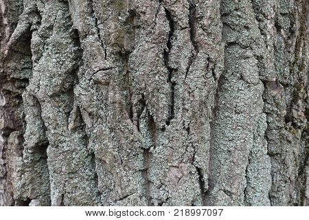 Blue grey lichen on dry bark of tree