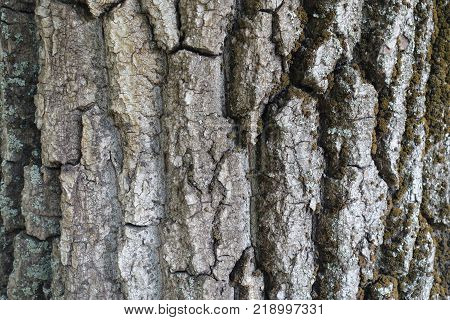 Cracked dry bark of tree with moss and lichen