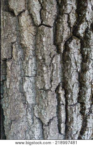 Deep cracks on dry bark of tree