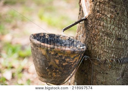 Tapping latex rubber tree Rubber Latex extracted from rubber tree.