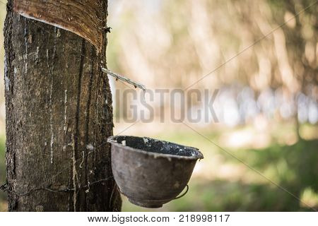 Tapping latex rubber tree Rubber Latex extracted from rubber tree.
