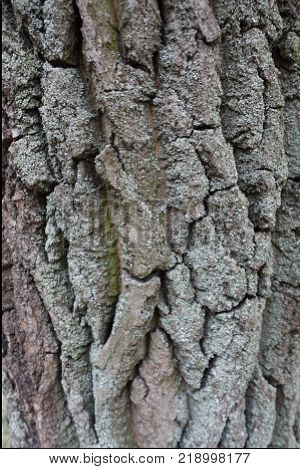 Grey dry tree bark covered with lichen