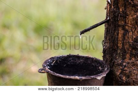 Tapping latex rubber tree Rubber Latex extracted from rubber tree.