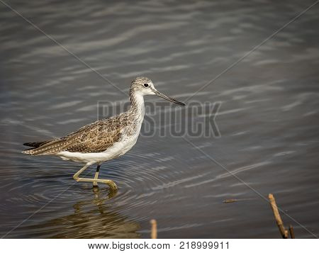 Common Greenshank Tringa nebularia, looking for food in the lake at La Charca, Maspalomas in Gran Canaria, Spain