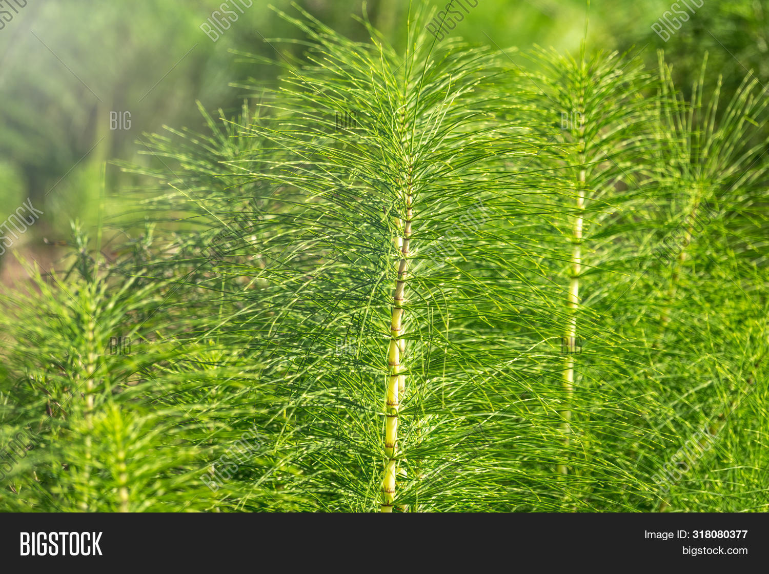 Horsetail_Mama