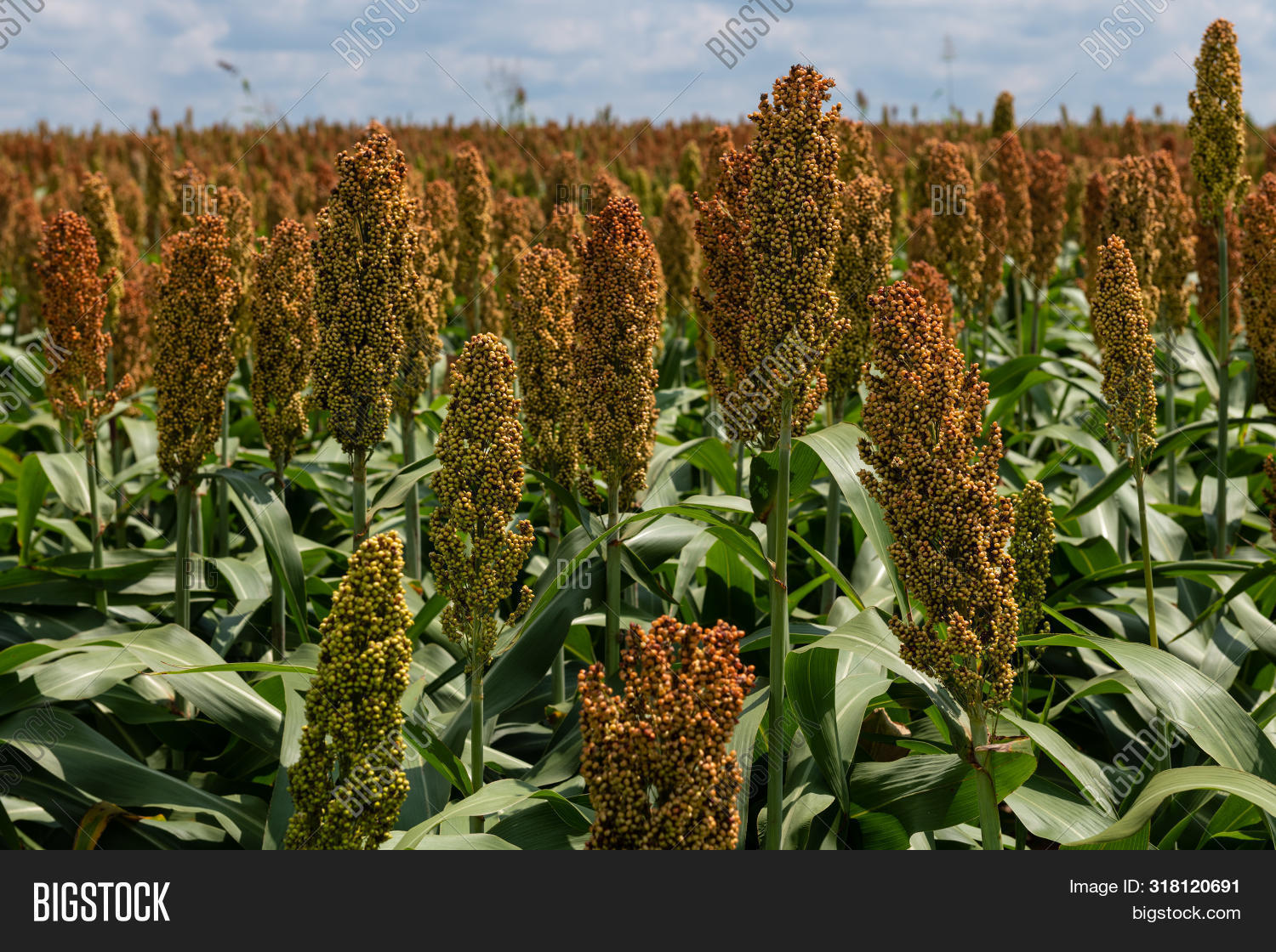 Millet Cereal Image & Photo (Free Trial) Bigstock
