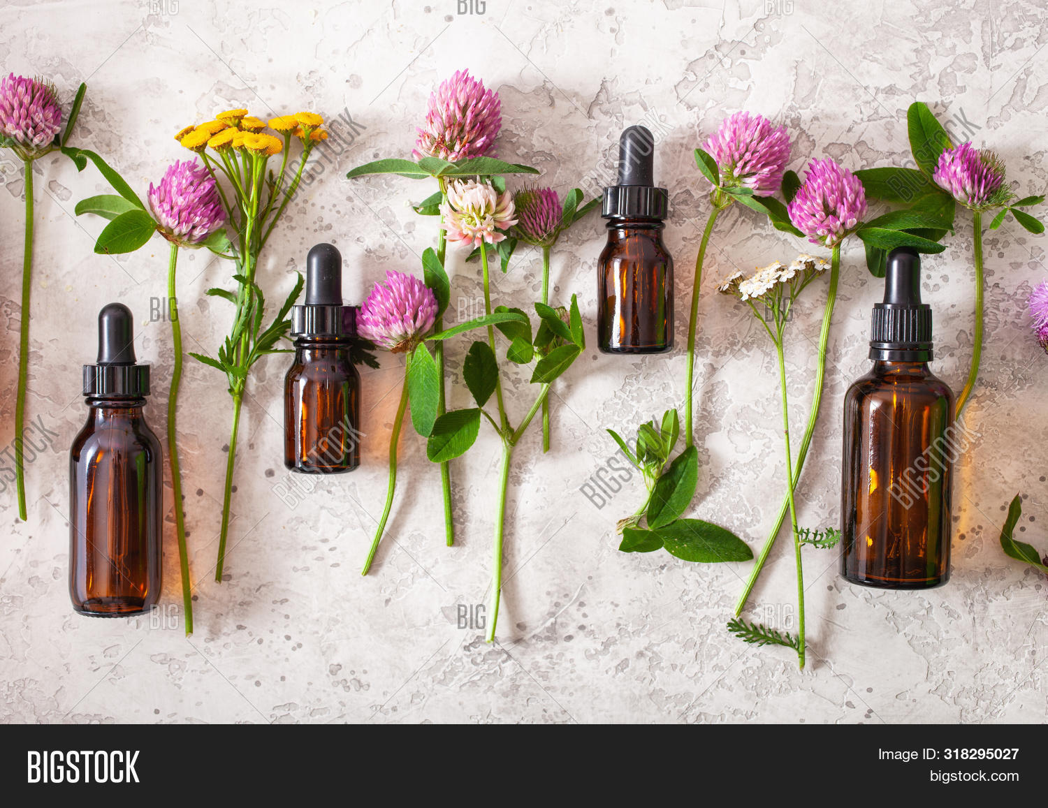 Medical Flowers Herbs Image & Photo (Free Trial) Bigstock