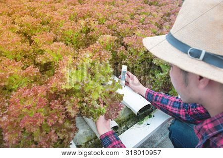 Asian Man Use Thermometer With Water And Quantity Of Fertilizer In Water,tester Or Scientist Wook In