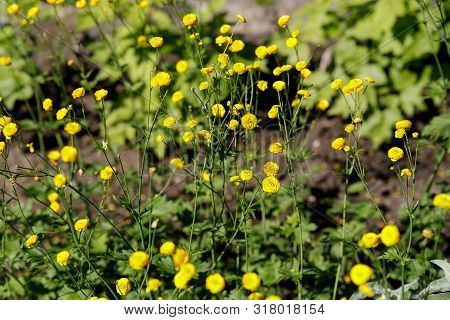 Ranunculus Acris Meadow Buttercup, Tall Buttercup With Its Yellow Flowers. Variety Multiplex