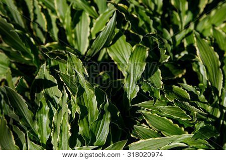 A Hosta With Elongated Leaves Of The Stilletto Variety As A Background. Green Natural Background, Ab