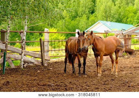 Two Red Horses Stand Together In A Corral In Nature
